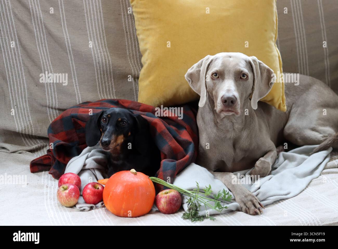 Deux chiens dans un plaid sur un canapé avec des pommes et de la citrouille. Teckel et Weimaraner avec fruits et légumes de saison. Banque D'Images
