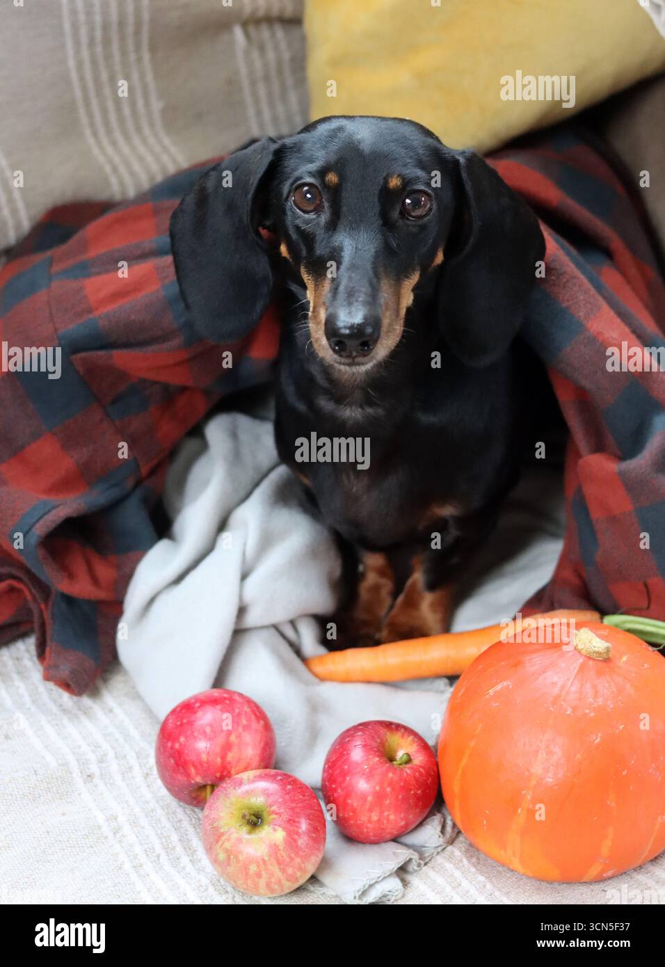 Chien Teckel avec citrouille et plaid sur le canapé Banque D'Images