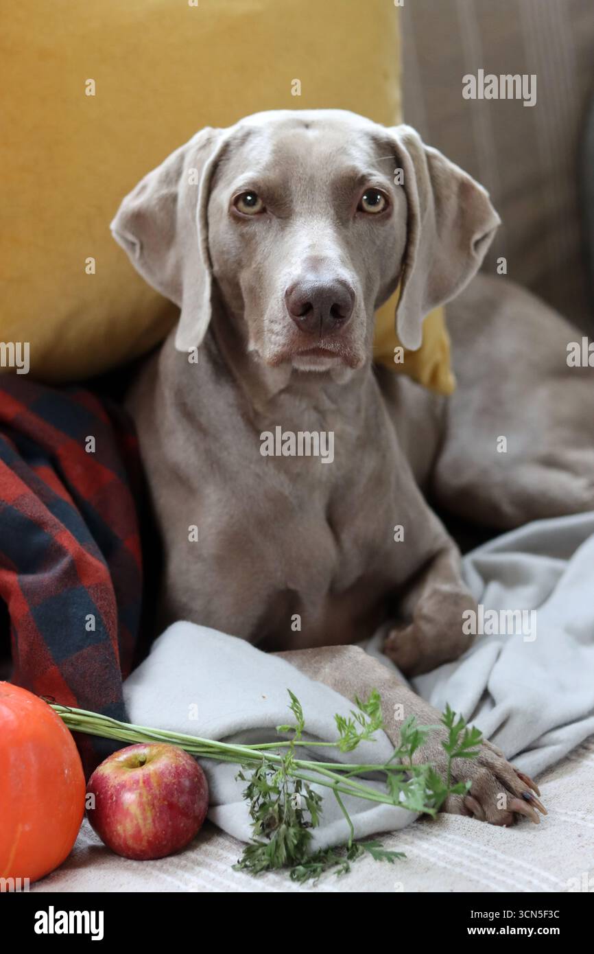 Beau chien Weimaraner regardant la caméra. Mise au point sélective. Banque D'Images