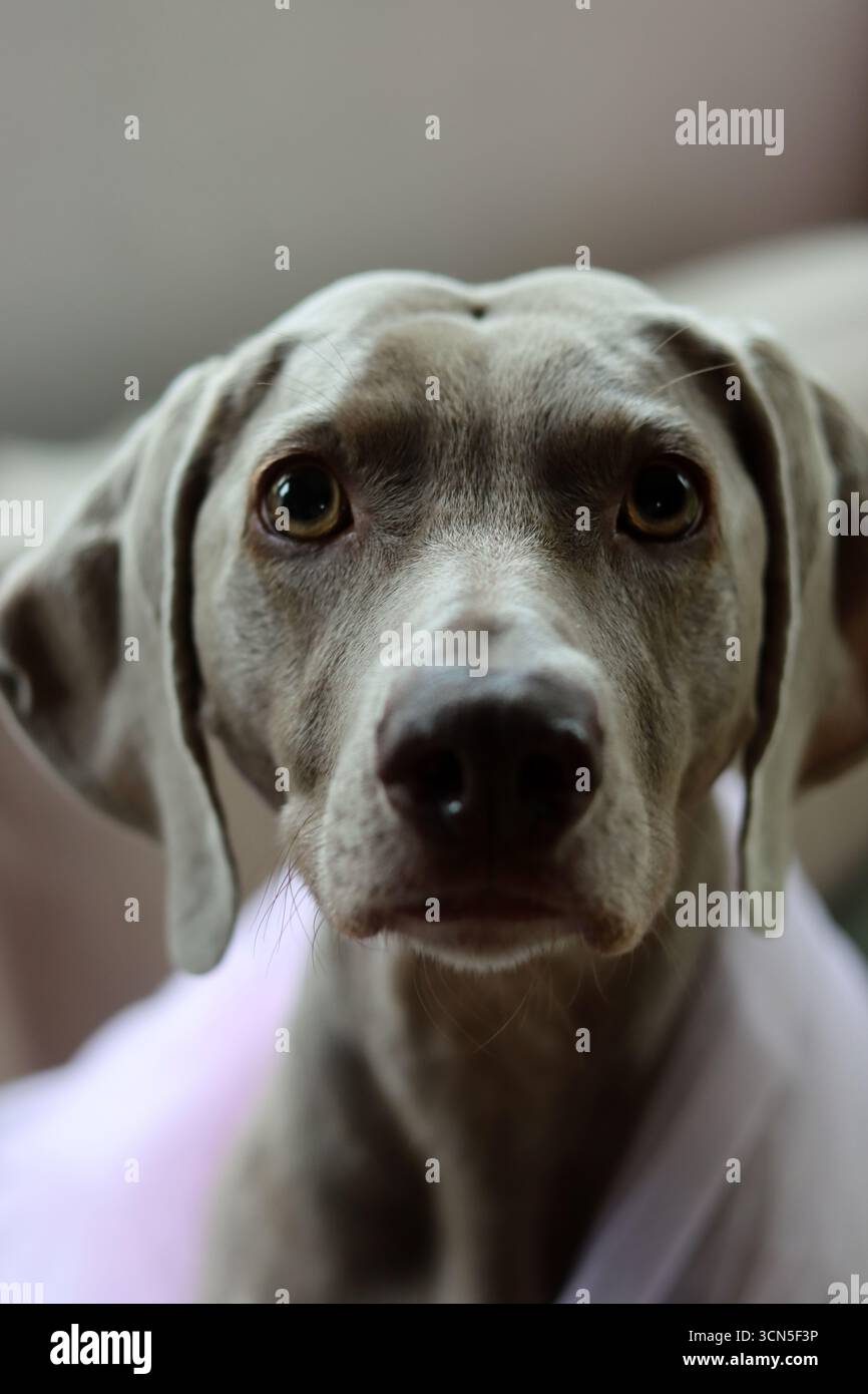 Beau chien Weimaraner regardant la caméra. Mise au point sélective. Banque D'Images