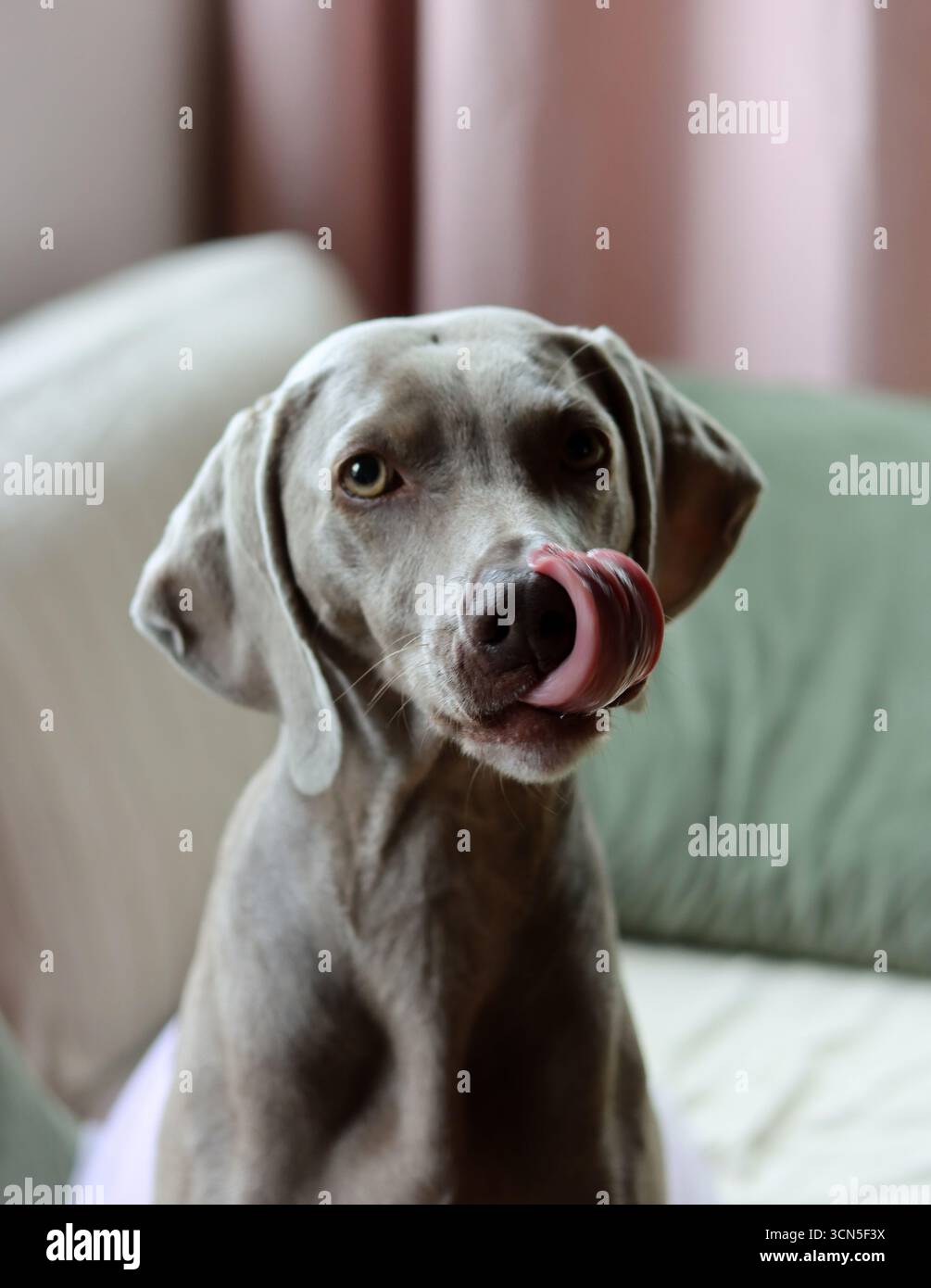 Beau chien Weimaraner regardant la caméra. Mise au point sélective. Banque D'Images