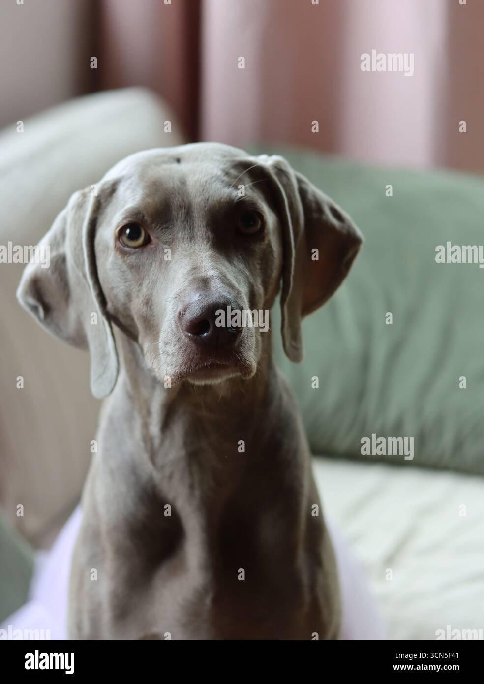 Beau chien Weimaraner regardant la caméra. Mise au point sélective. Banque D'Images