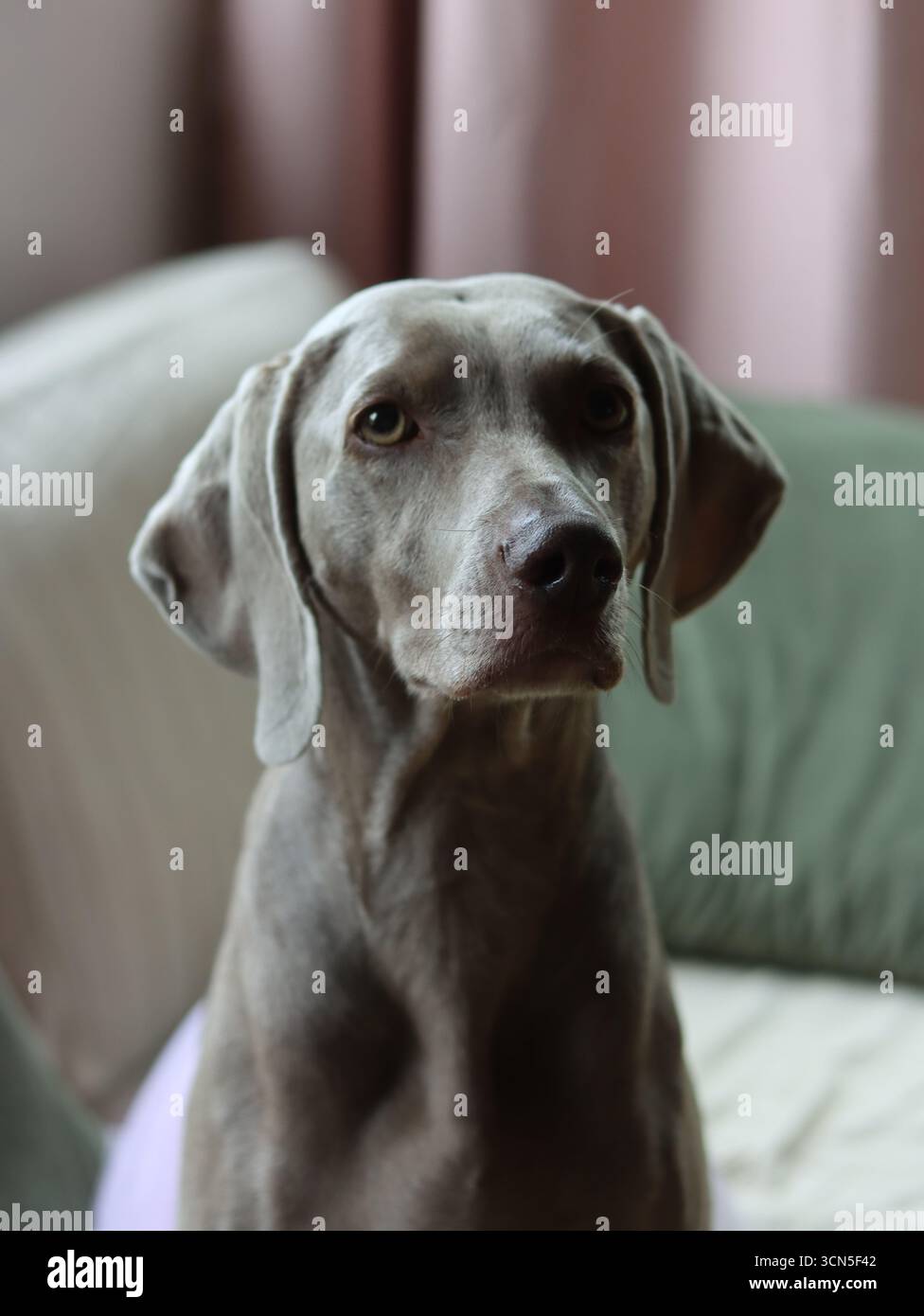 Beau chien Weimaraner regardant la caméra. Mise au point sélective. Banque D'Images