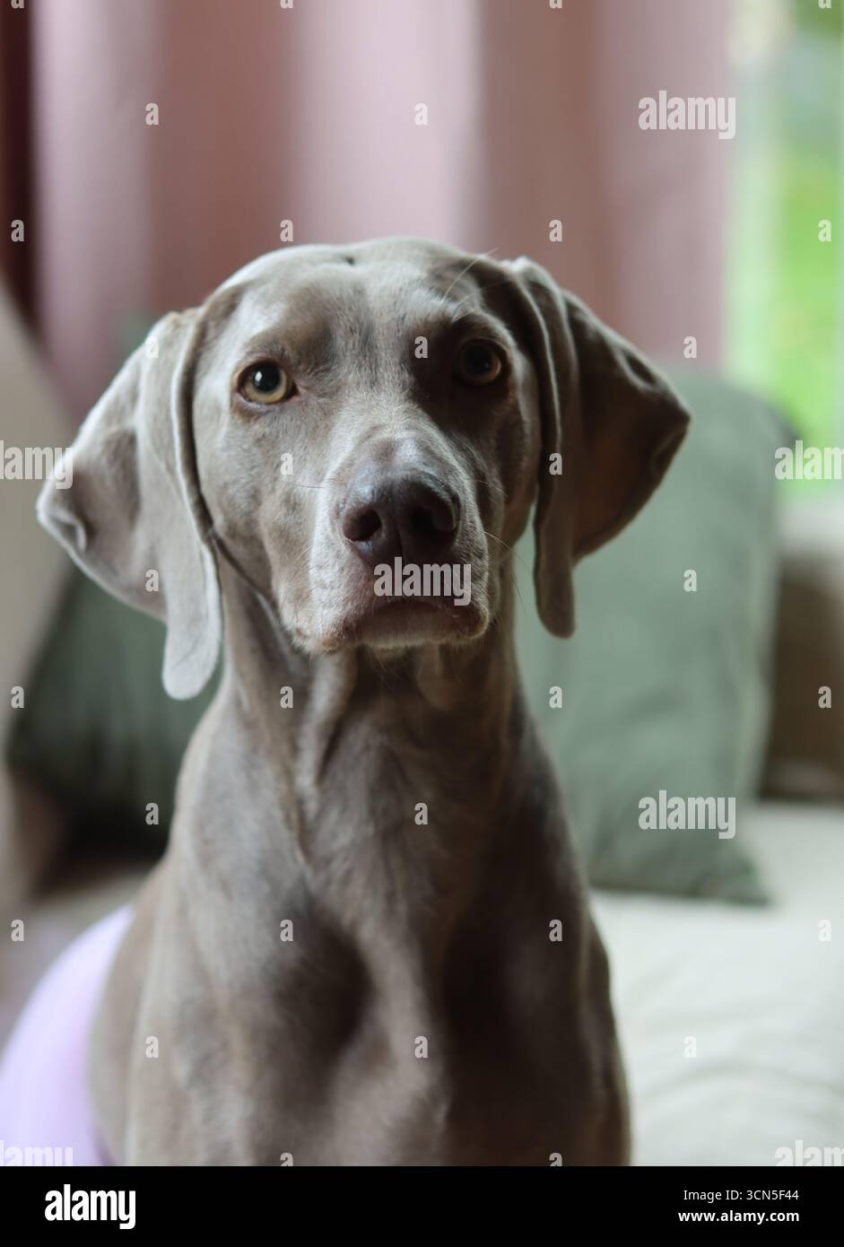 Beau chien Weimaraner regardant la caméra. Mise au point sélective. Banque D'Images