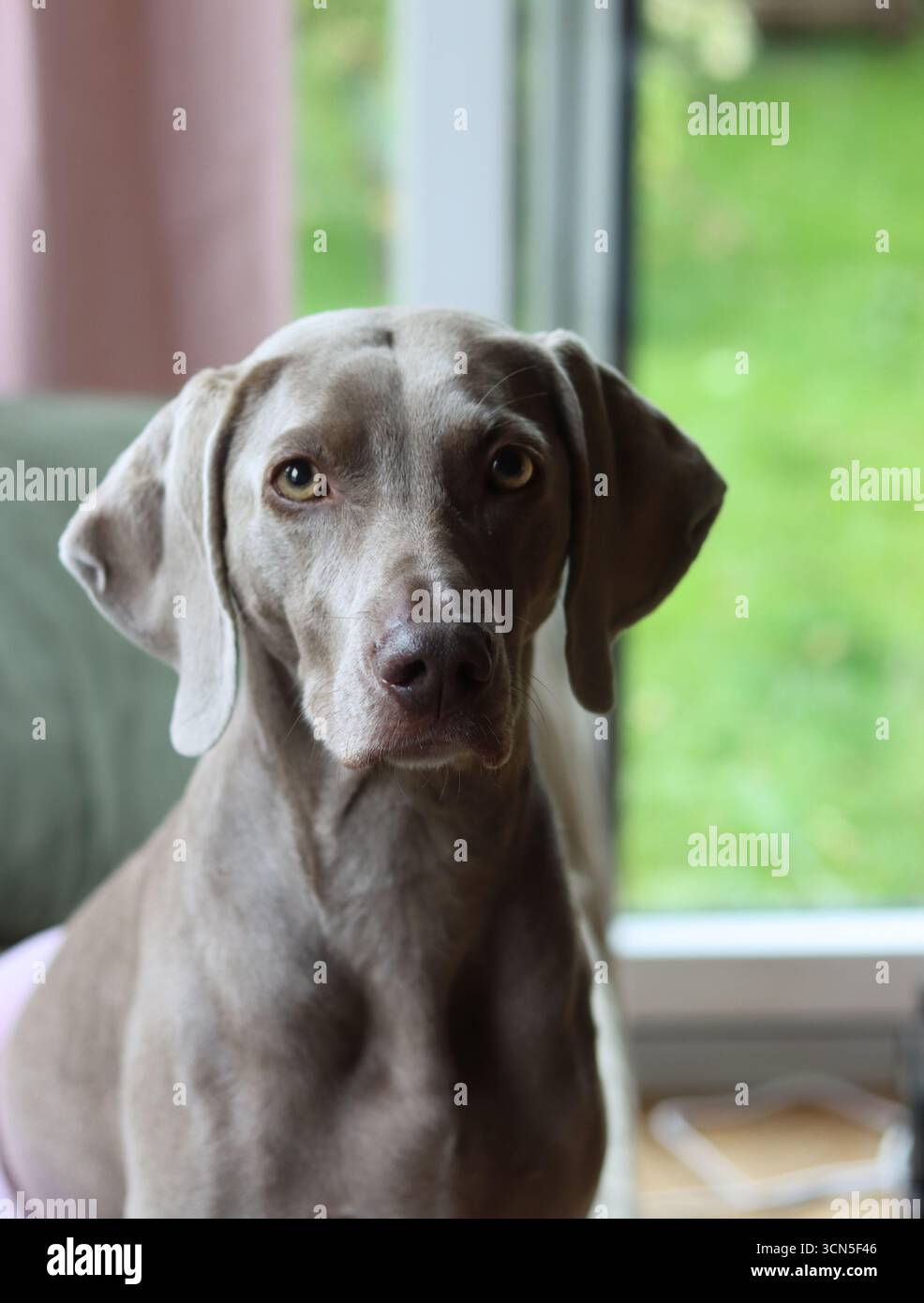 Beau chien Weimaraner regardant la caméra. Mise au point sélective. Banque D'Images
