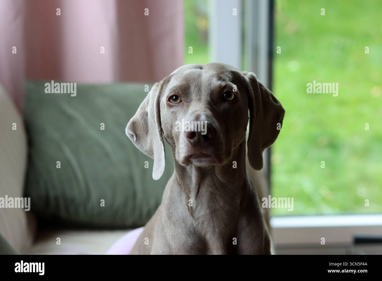 Beau chien Weimaraner regardant la caméra. Mise au point sélective. Banque D'Images