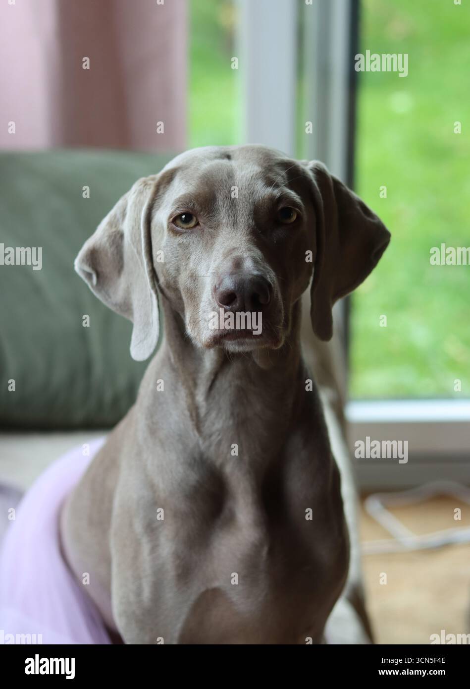 Beau chien Weimaraner regardant la caméra. Mise au point sélective. Banque D'Images