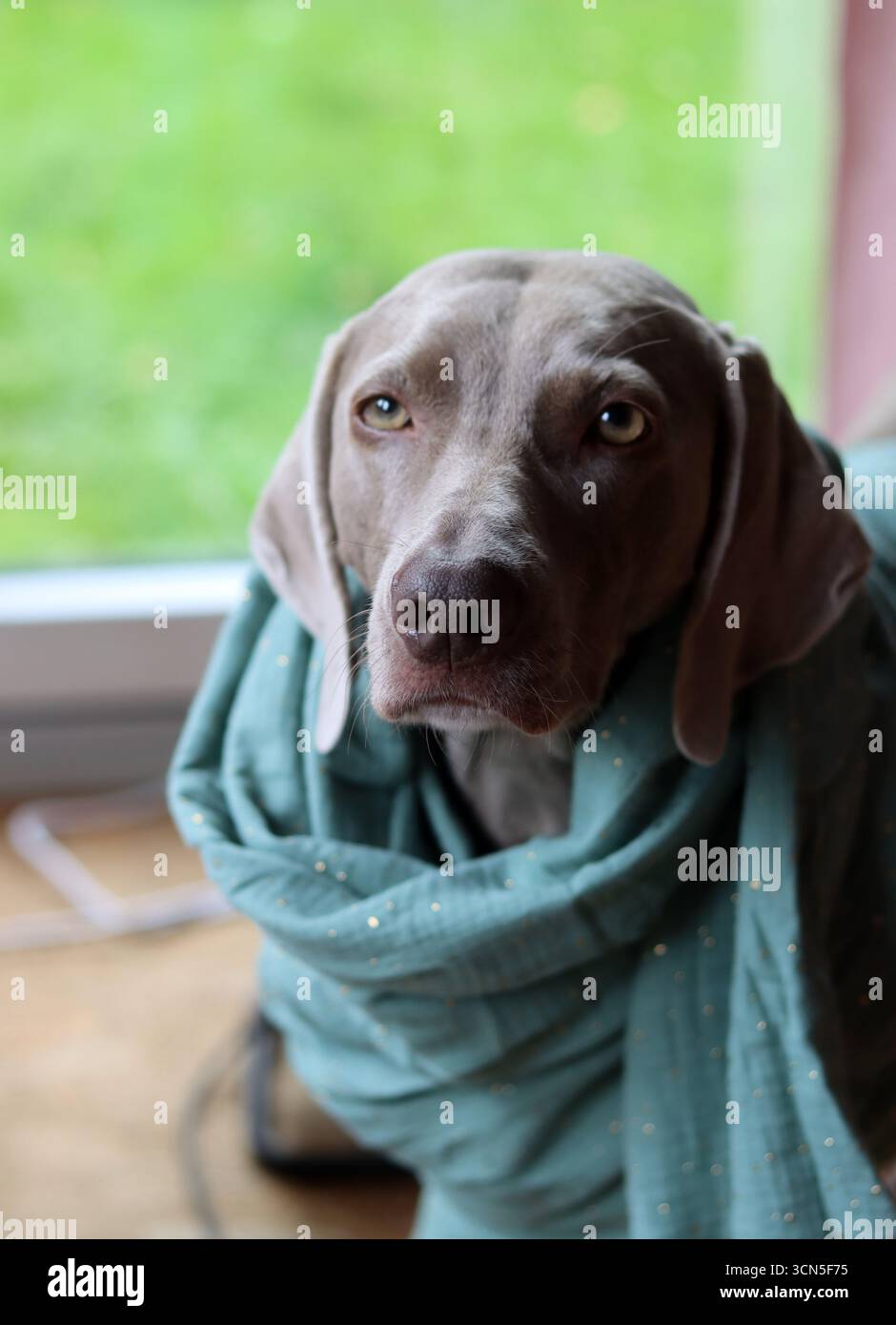 Chien Weimaraner portant une écharpe turquoise sur fond noir Banque D'Images