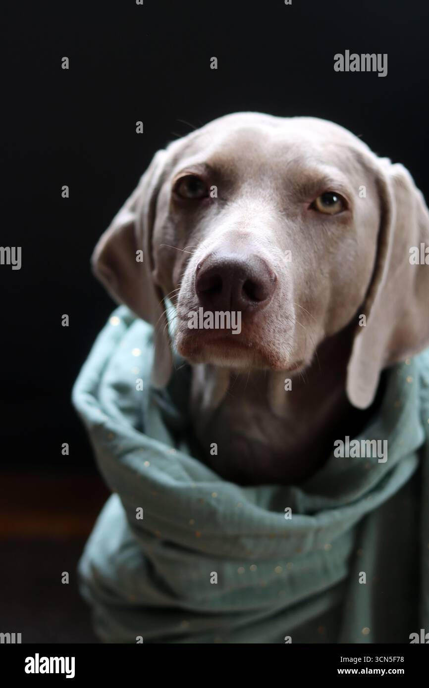 Chien Weimaraner portant une écharpe turquoise sur fond noir Banque D'Images