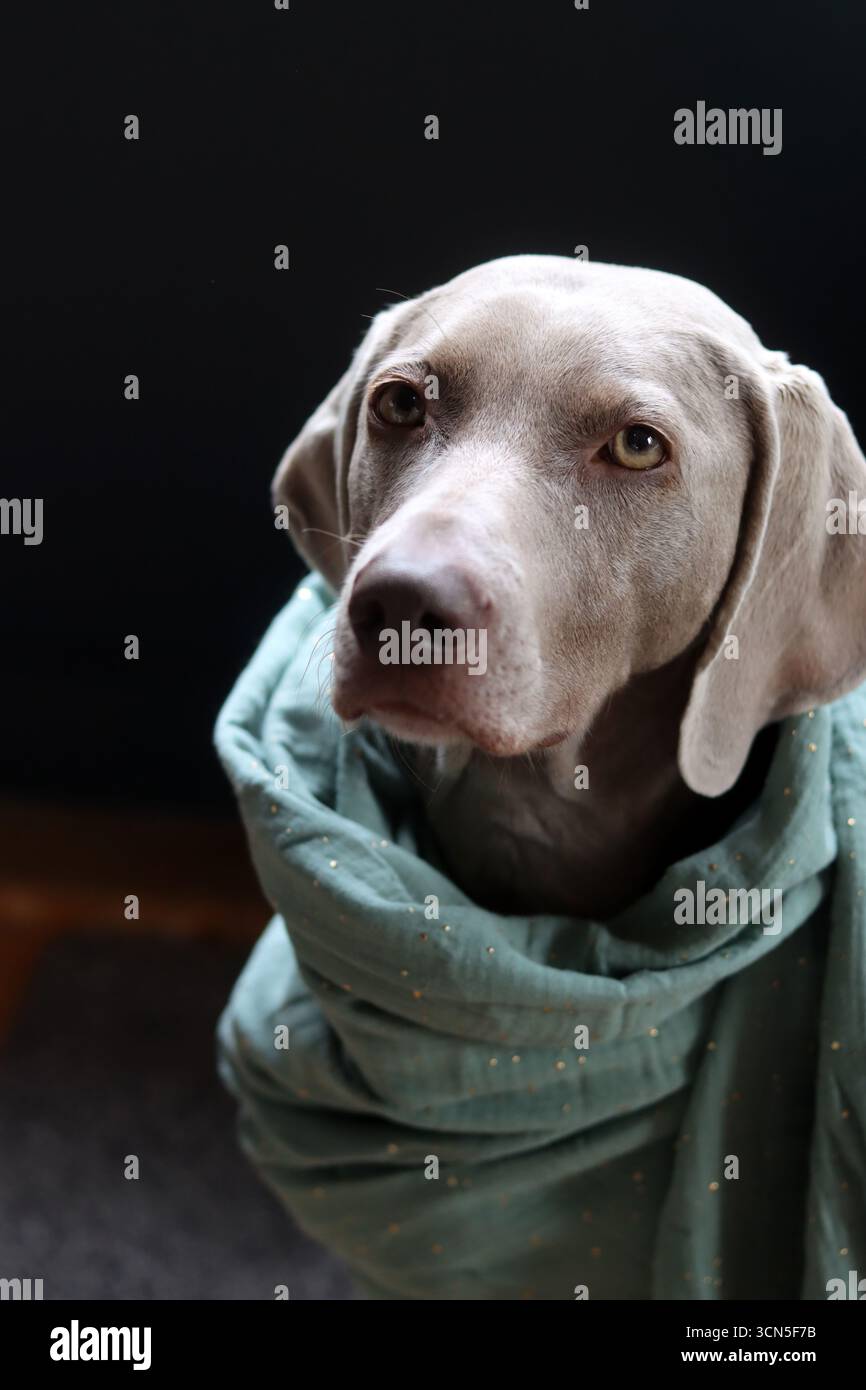 Chien Weimaraner portant une écharpe turquoise sur fond noir Banque D'Images