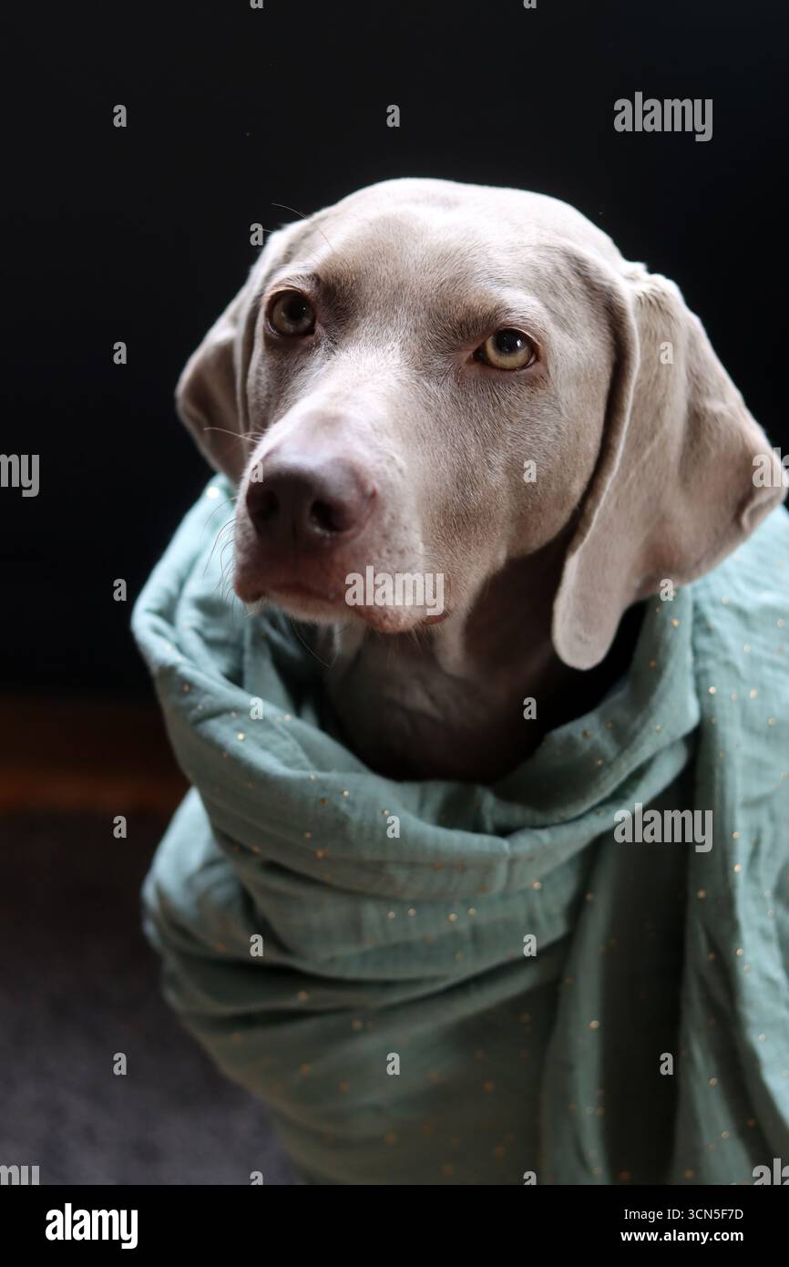 Chien Weimaraner portant une écharpe turquoise sur fond noir Banque D'Images