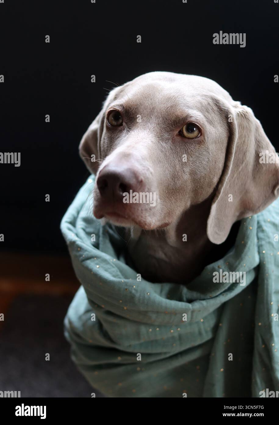 Chien Weimaraner portant une écharpe turquoise sur fond noir Banque D'Images