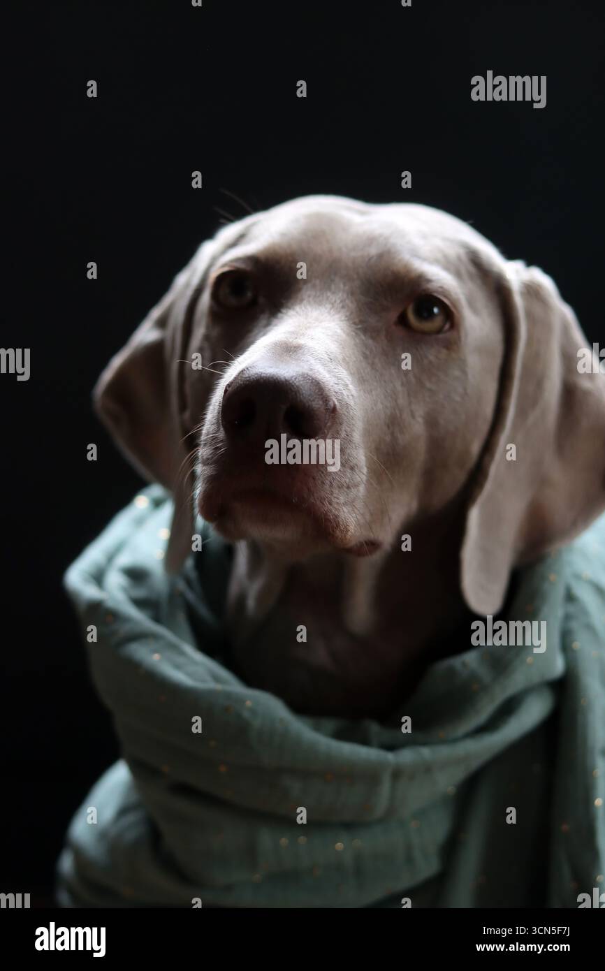 Chien Weimaraner portant une écharpe turquoise sur fond noir Banque D'Images