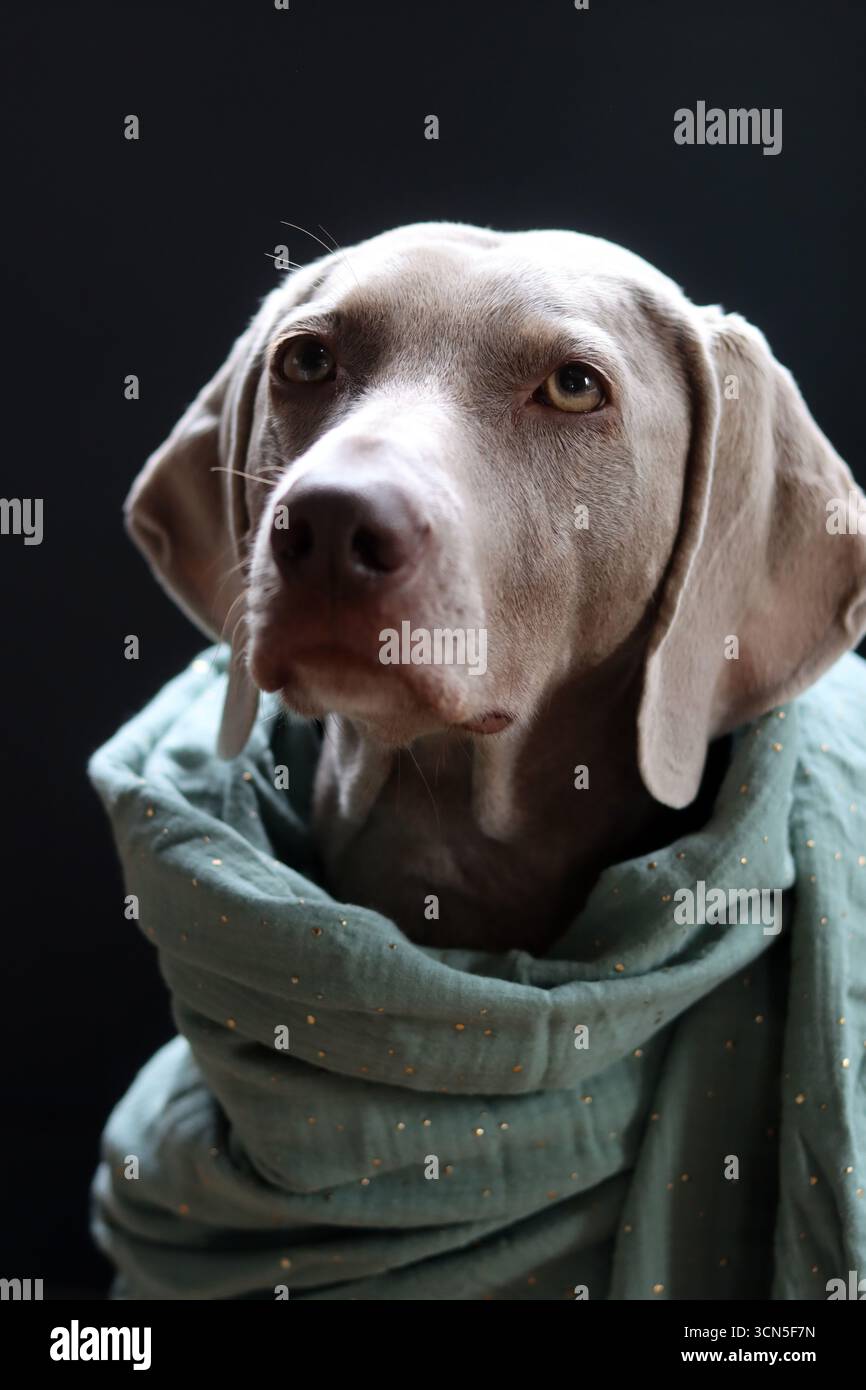 Chien Weimaraner portant une écharpe turquoise sur fond noir Banque D'Images