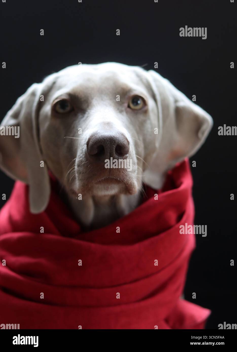 Beau chien gros plan portrait. Chien gris Weimaraner portant une écharpe rouge Banque D'Images