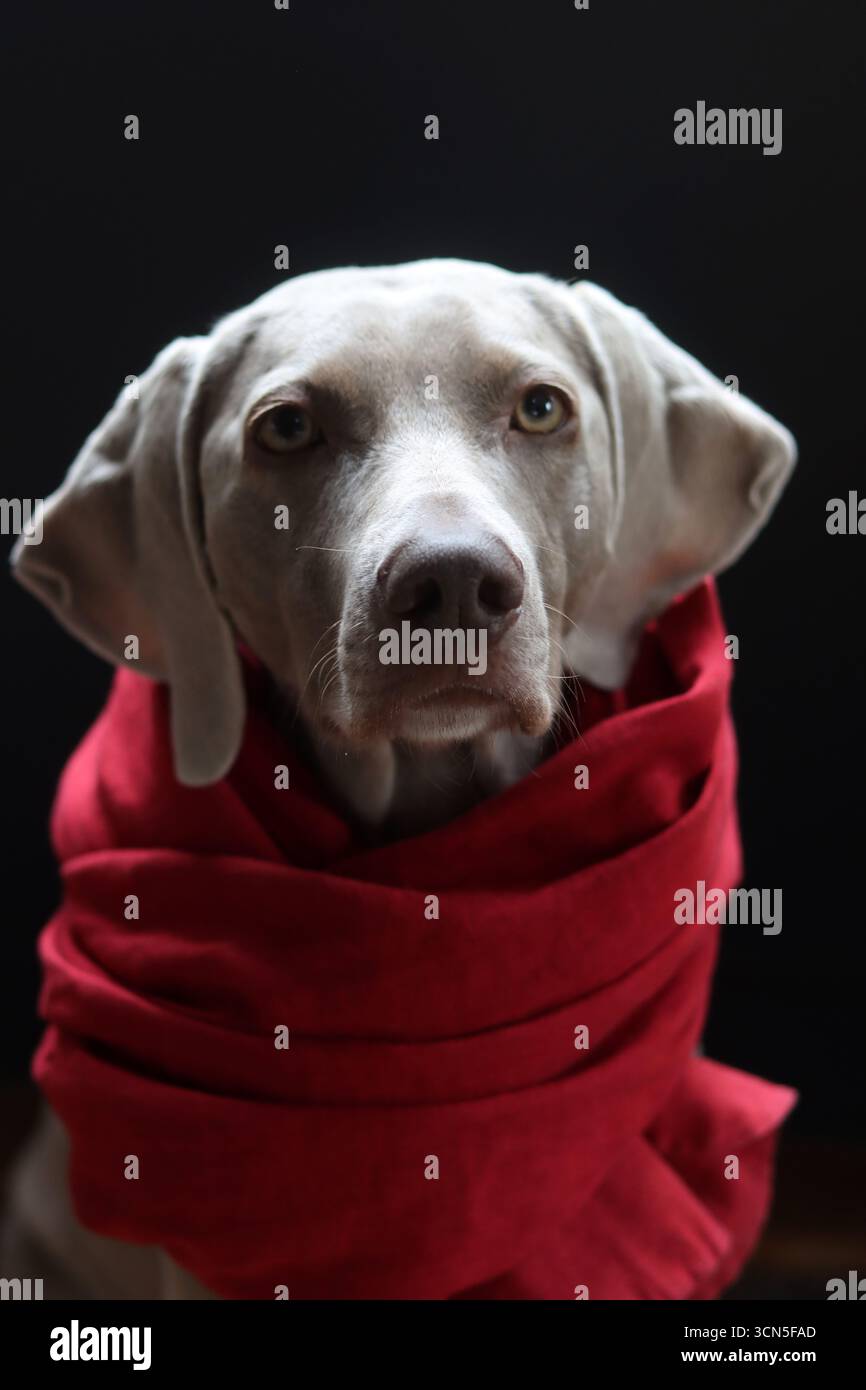 Beau chien gros plan portrait. Chien gris Weimaraner portant une écharpe rouge Banque D'Images
