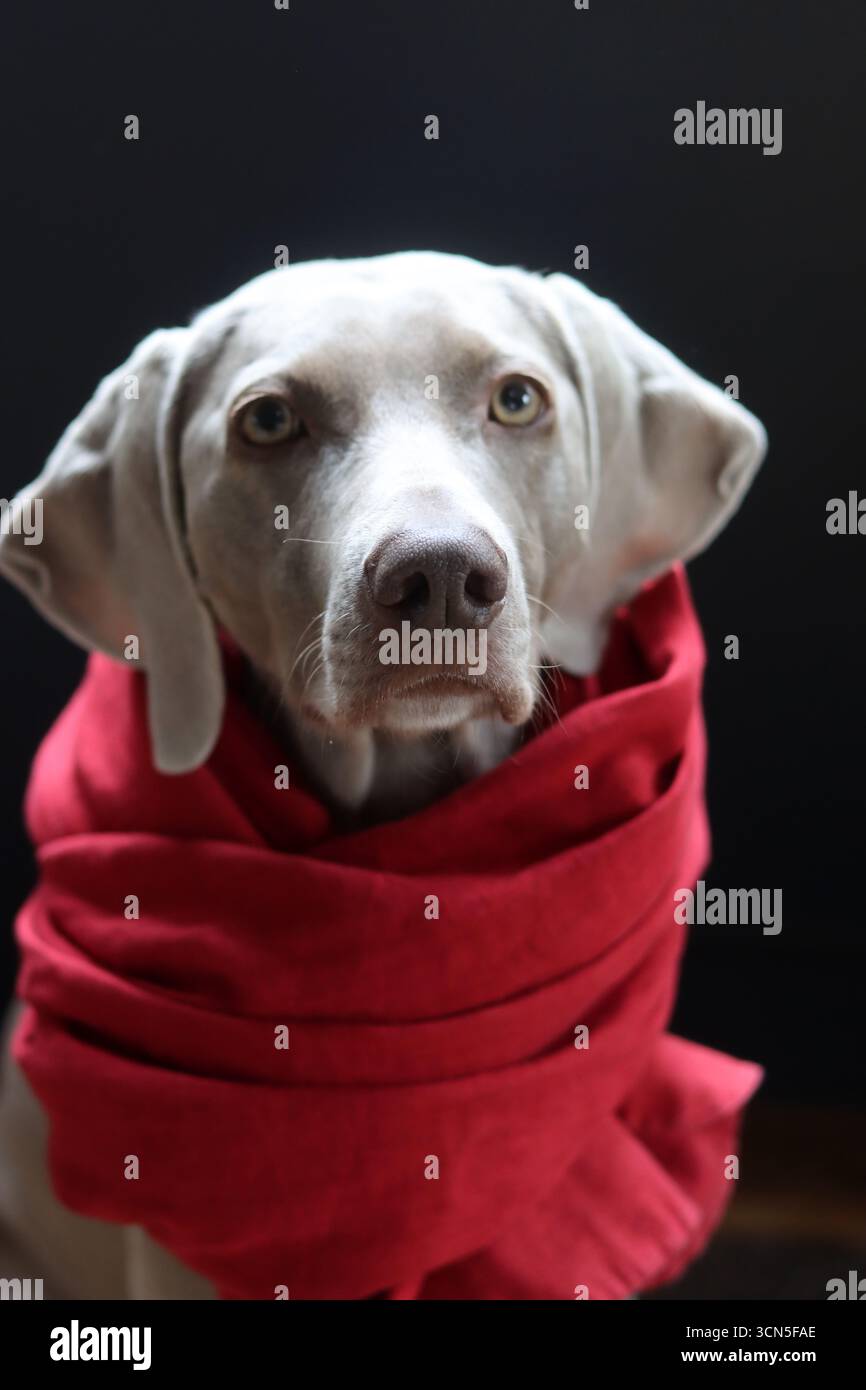 Beau chien gros plan portrait. Chien gris Weimaraner portant une écharpe rouge Banque D'Images