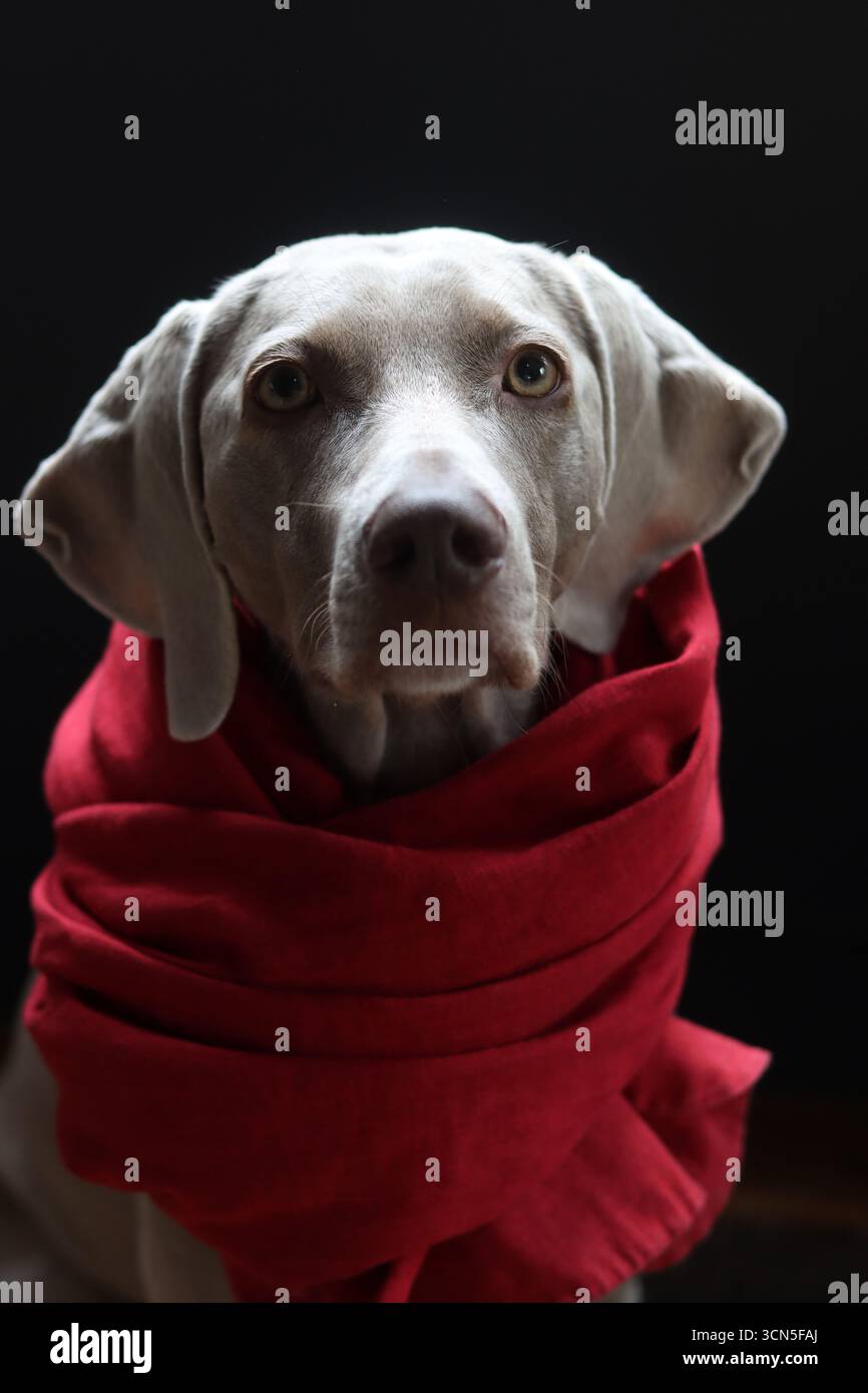 Beau chien gros plan portrait. Chien gris Weimaraner portant une écharpe rouge Banque D'Images