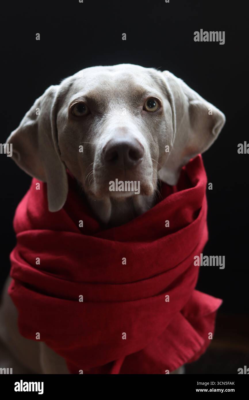 Beau chien gros plan portrait. Chien gris Weimaraner portant une écharpe rouge Banque D'Images