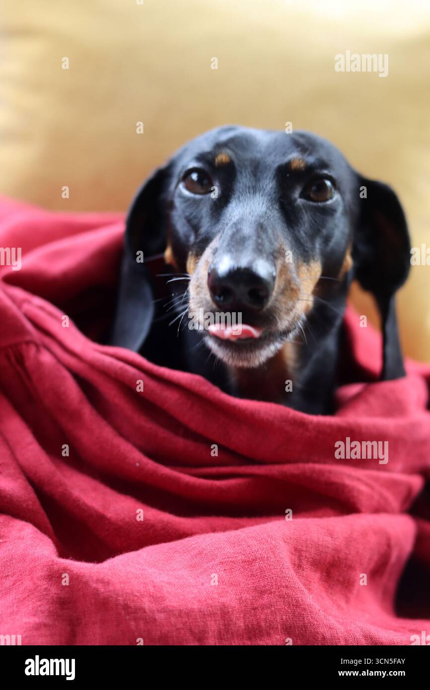 Un chien Teckel noir et brun enveloppé dans une couverture rouge. Banque D'Images