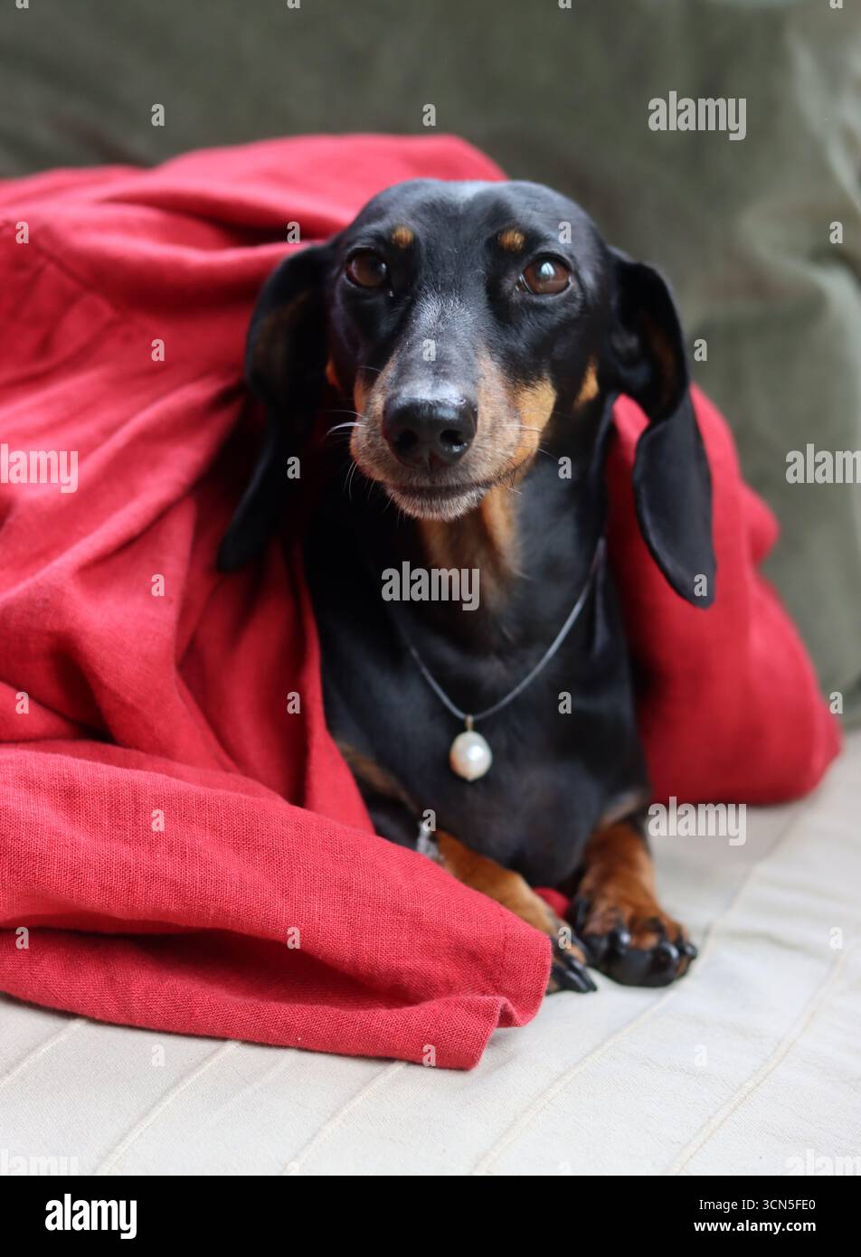 Un chien Teckel noir et brun enveloppé dans une couverture rouge. Banque D'Images