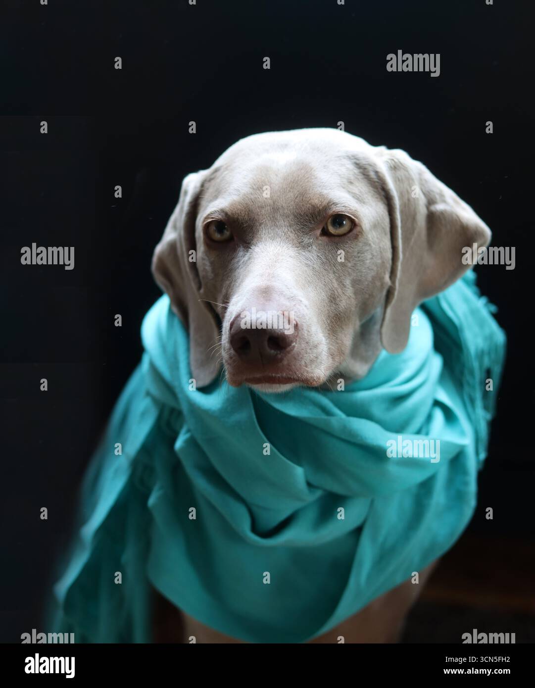 Chien Weimaraner portant une écharpe turquoise sur fond noir Banque D'Images