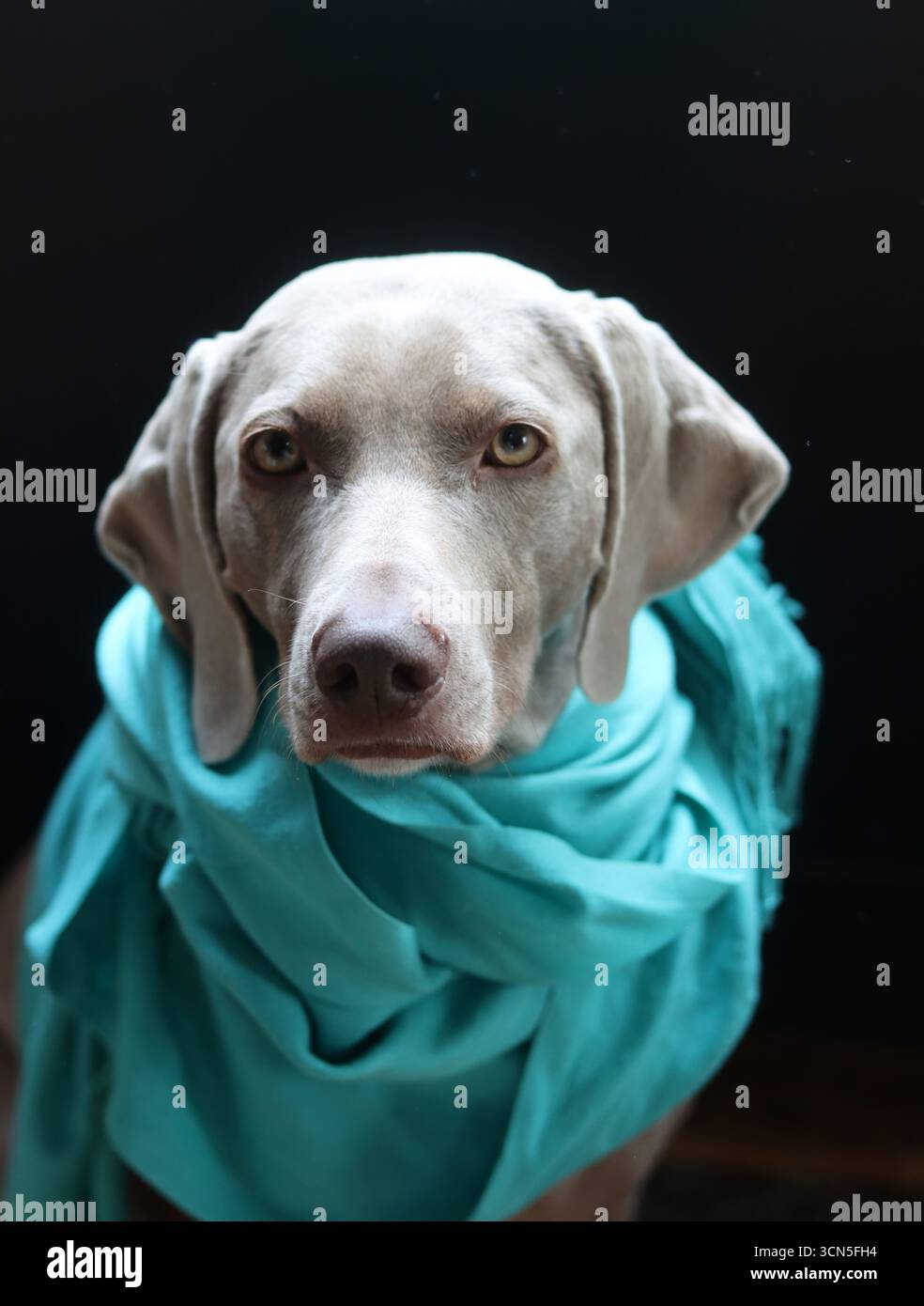 Chien Weimaraner portant une écharpe turquoise sur fond noir Banque D'Images