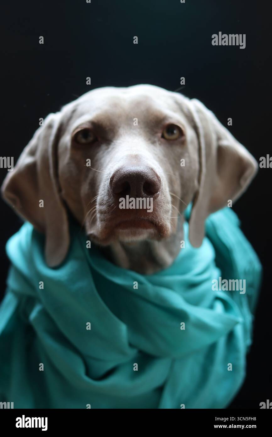 Chien Weimaraner portant une écharpe turquoise sur fond noir Banque D'Images