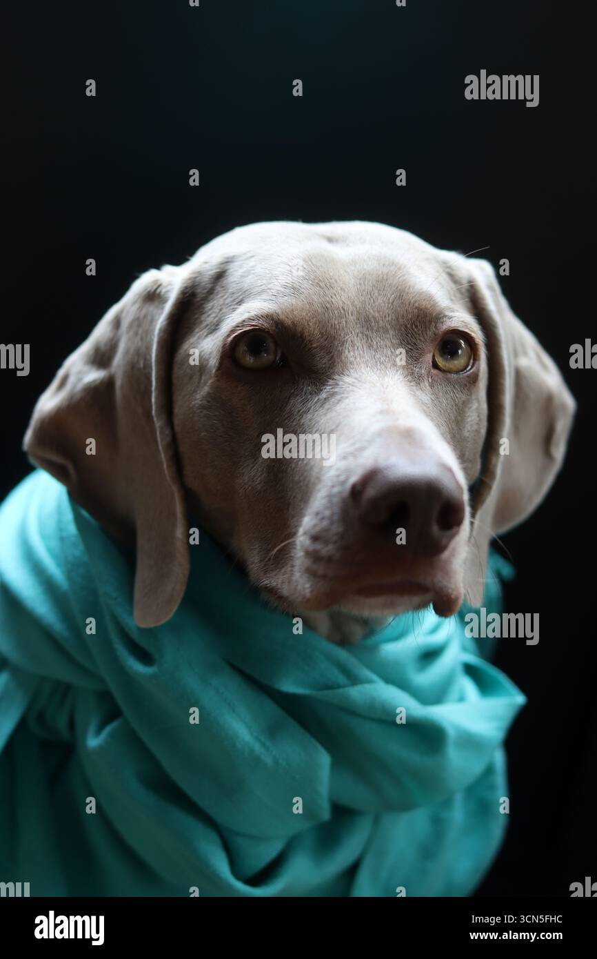 Chien Weimaraner portant une écharpe turquoise sur fond noir Banque D'Images