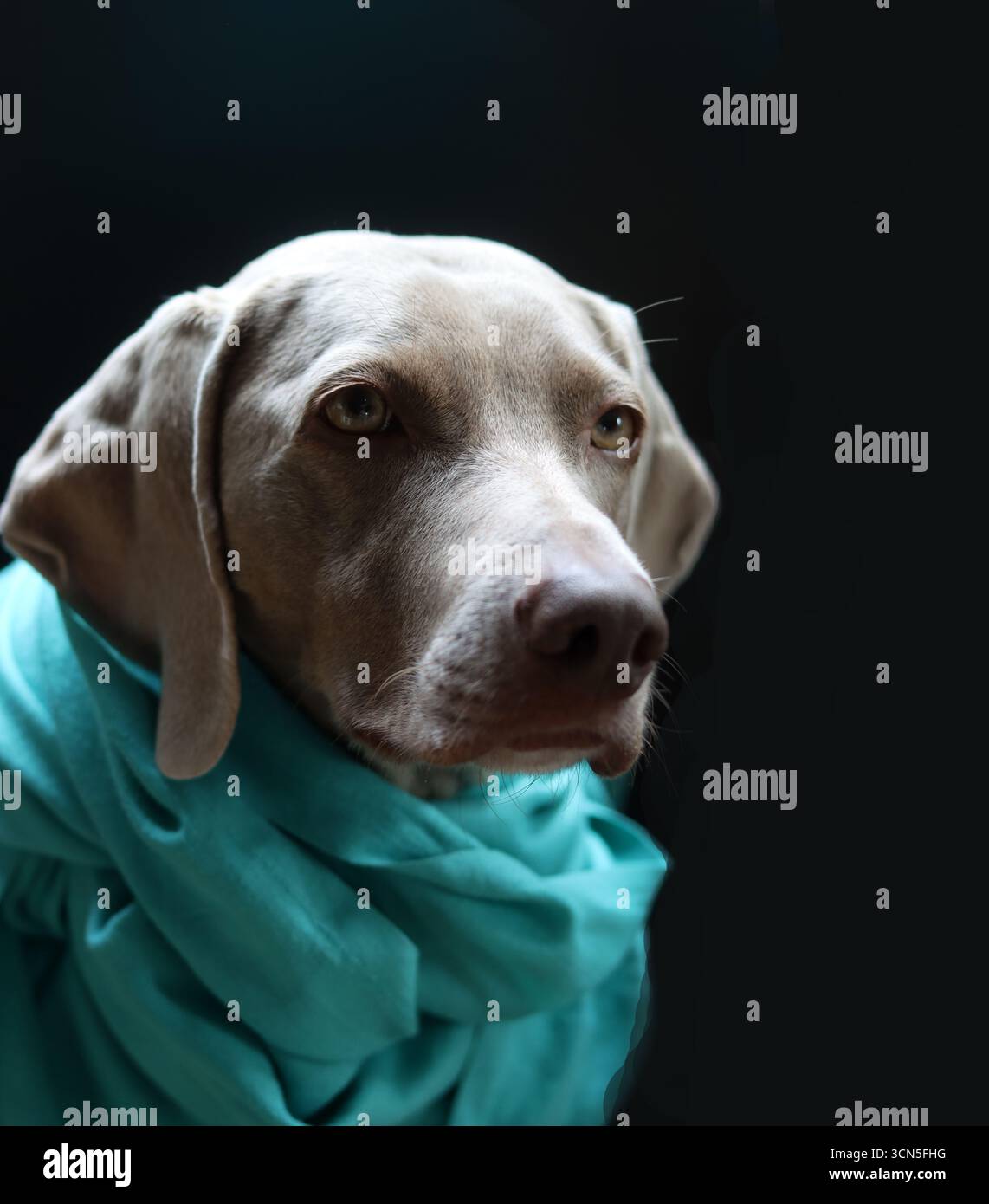 Portrait d'un magnifique chien Weimaraner Banque D'Images