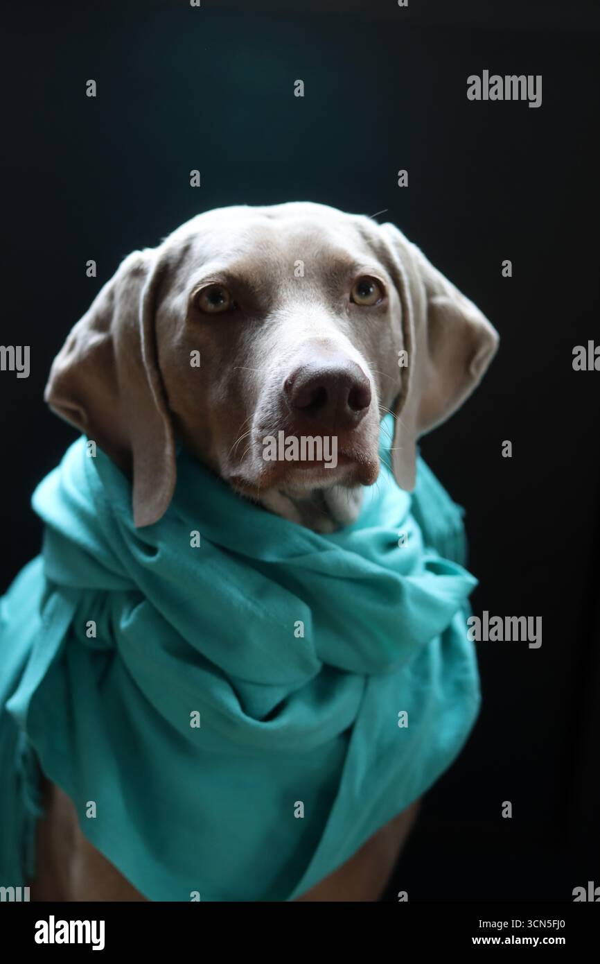 Beau chien Weimaraner portant une écharpe bleue regardant la caméra. Mise au point sélective. Banque D'Images