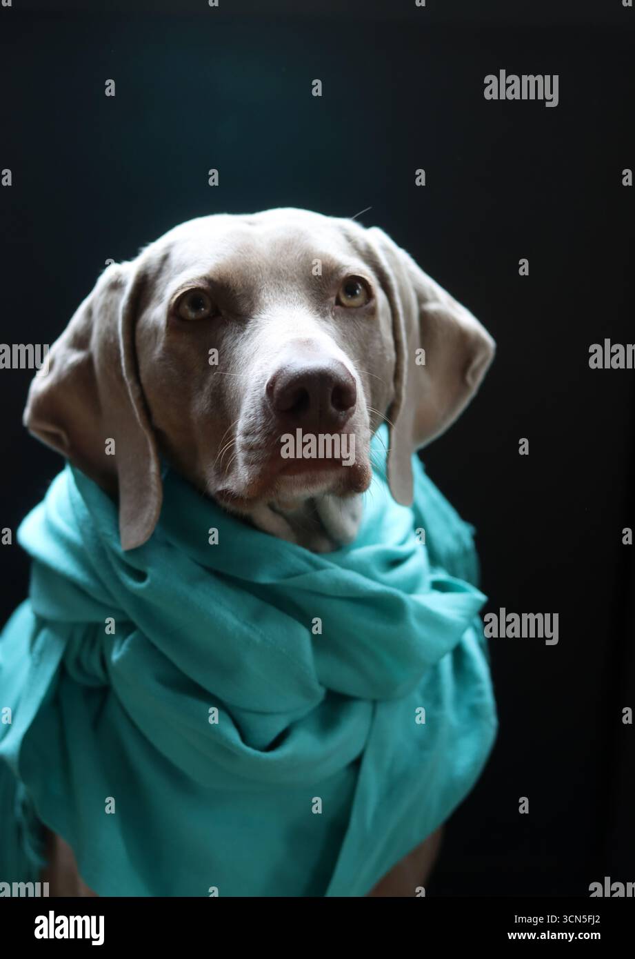 Beau chien Weimaraner portant une écharpe bleue regardant la caméra. Mise au point sélective. Banque D'Images