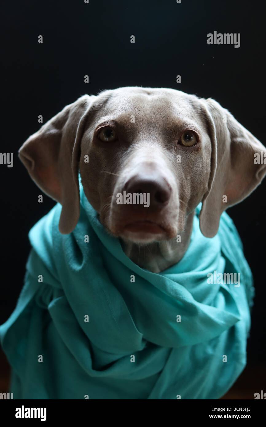 Portrait d'un magnifique chien Weimaraner Banque D'Images