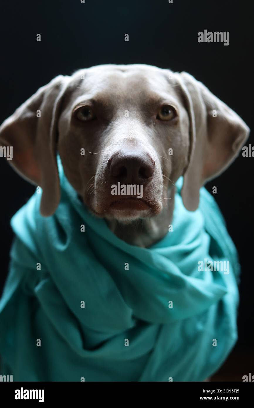 Beau chien Weimaraner portant une écharpe bleue regardant la caméra. Mise au point sélective. Banque D'Images