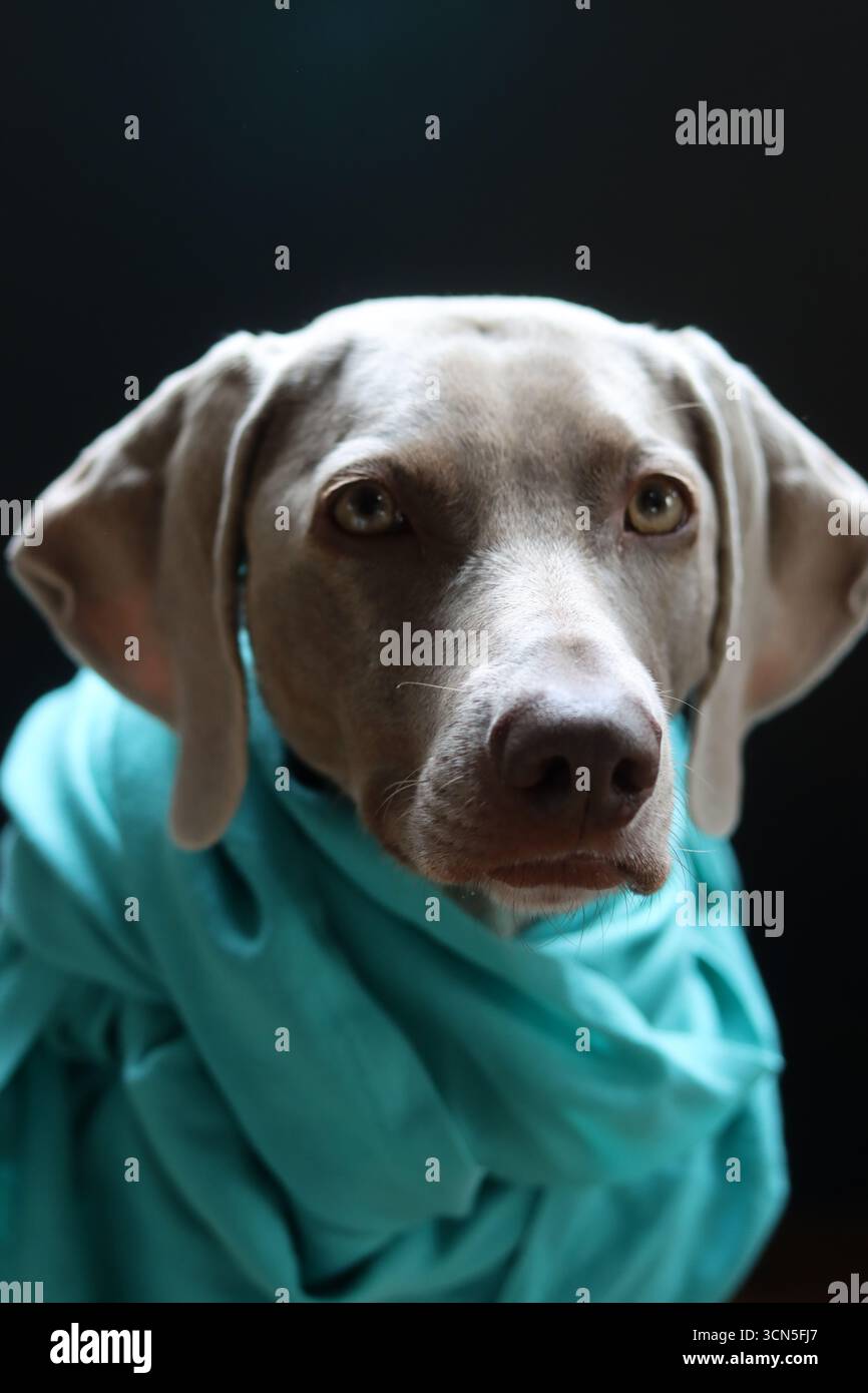 Beau chien Weimaraner portant une écharpe bleue regardant la caméra. Mise au point sélective. Banque D'Images