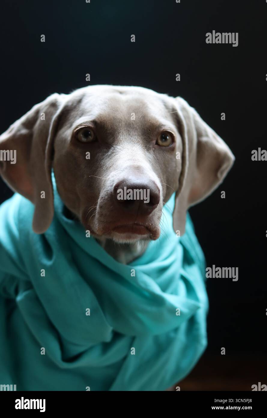 Portrait d'un magnifique chien Weimaraner Banque D'Images