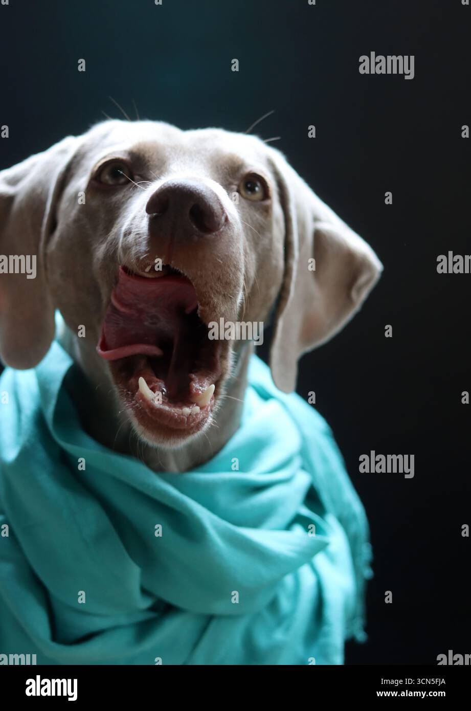 Beau chien Weimaraner portant une écharpe bleue regardant la caméra. Mise au point sélective. Banque D'Images