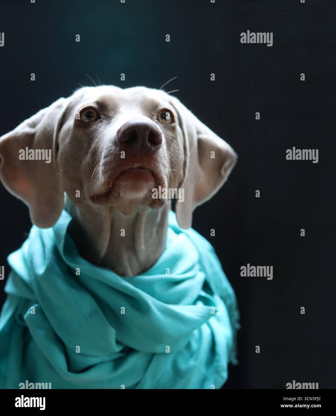Beau chien Weimaraner portant une écharpe bleue regardant la caméra. Mise au point sélective. Banque D'Images