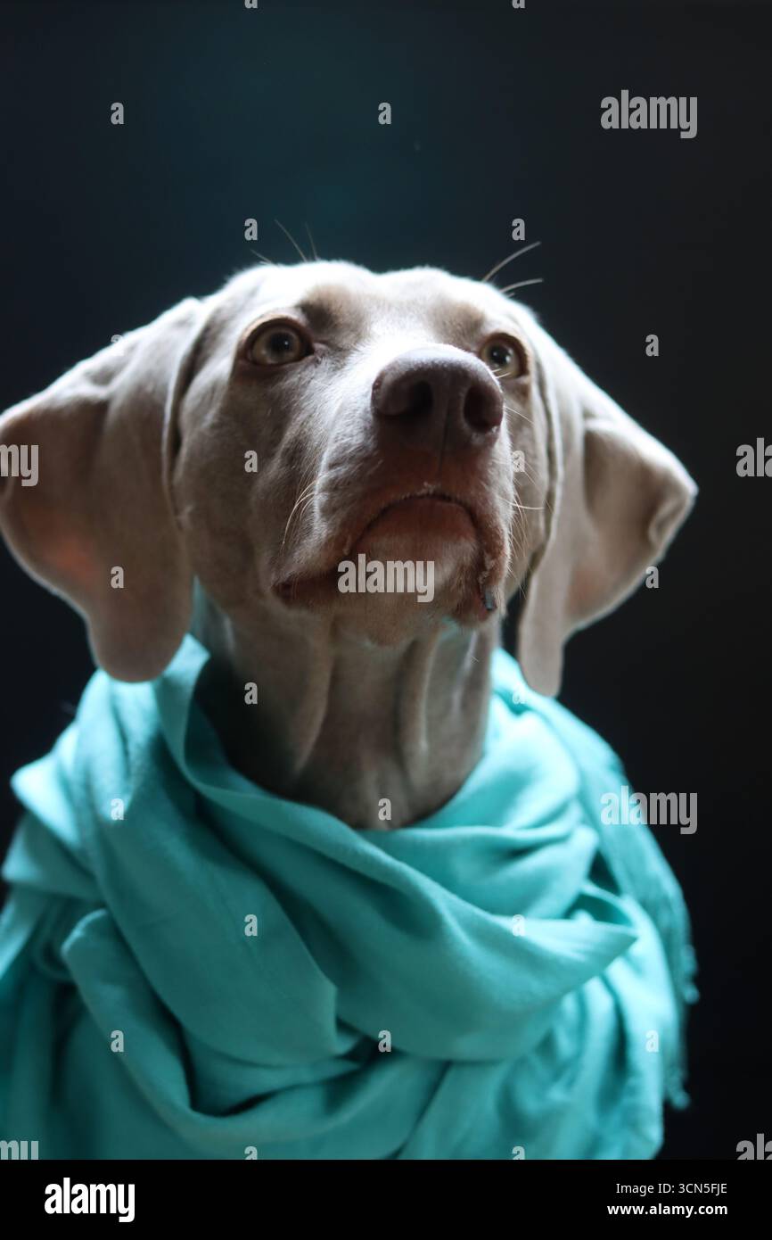 Beau chien Weimaraner portant une écharpe bleue regardant la caméra. Mise au point sélective. Banque D'Images