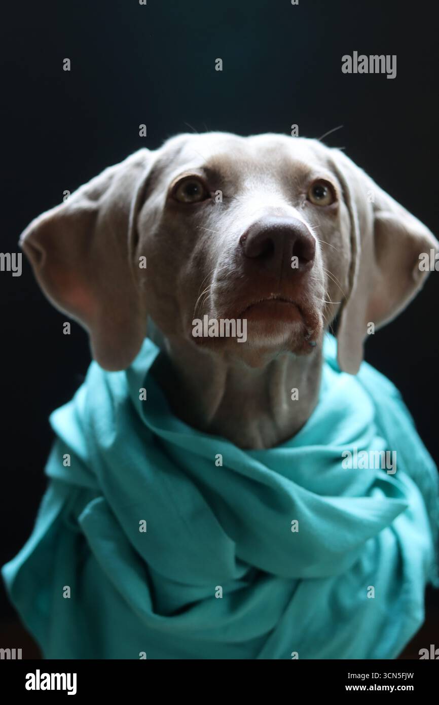 Beau chien Weimaraner portant une écharpe bleue regardant la caméra. Mise au point sélective. Banque D'Images