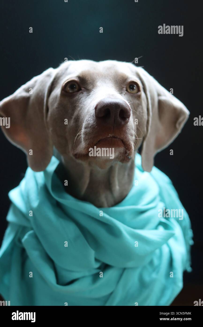 Beau chien Weimaraner portant une écharpe bleue regardant la caméra. Mise au point sélective. Banque D'Images