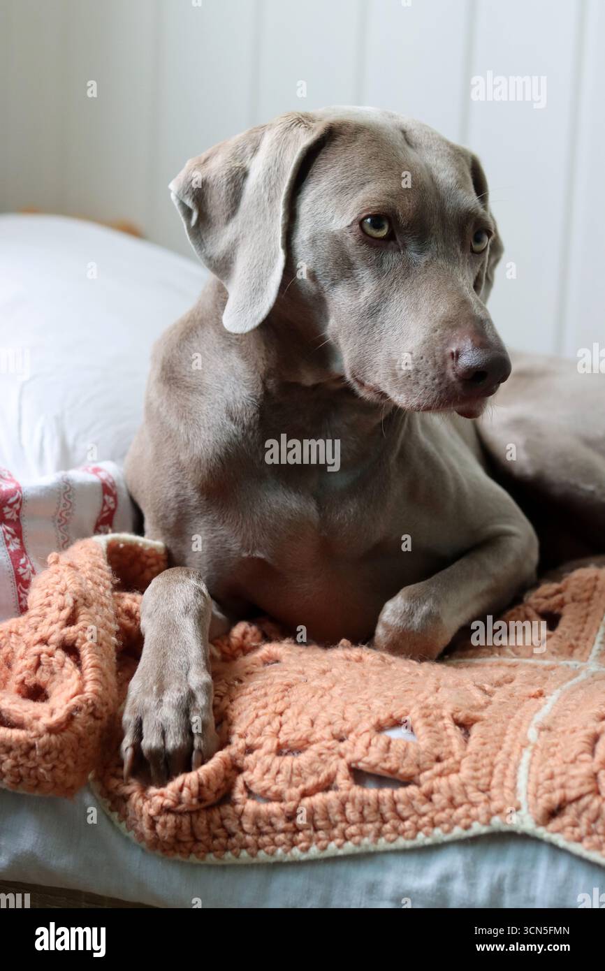 Portrait d'un magnifique chien Weimaraner Banque D'Images