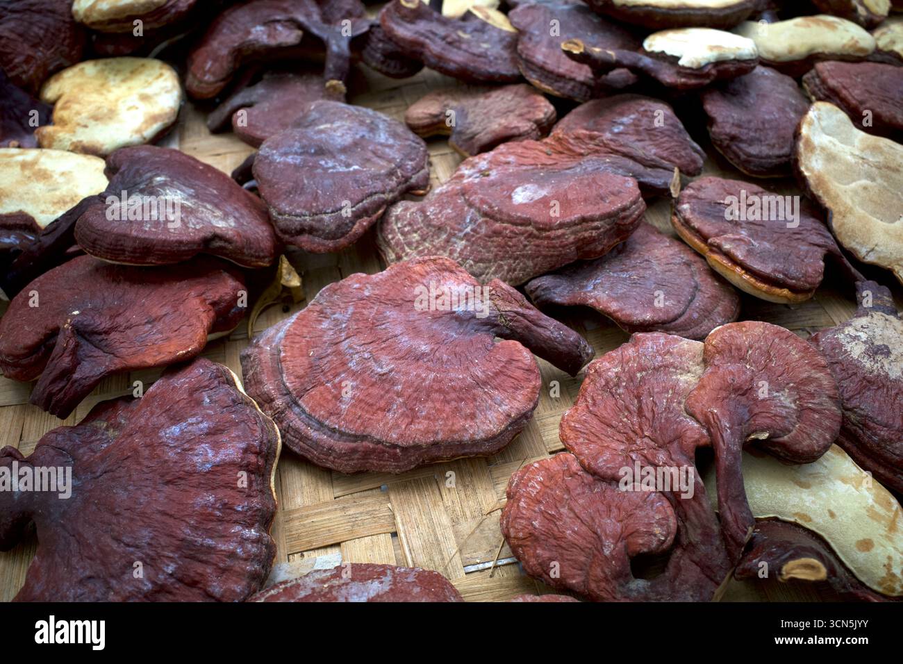 Champignon sec Ganoderma lucidum, Lingzhi ou Reishi pour herbe, médecine alternative. Banque D'Images