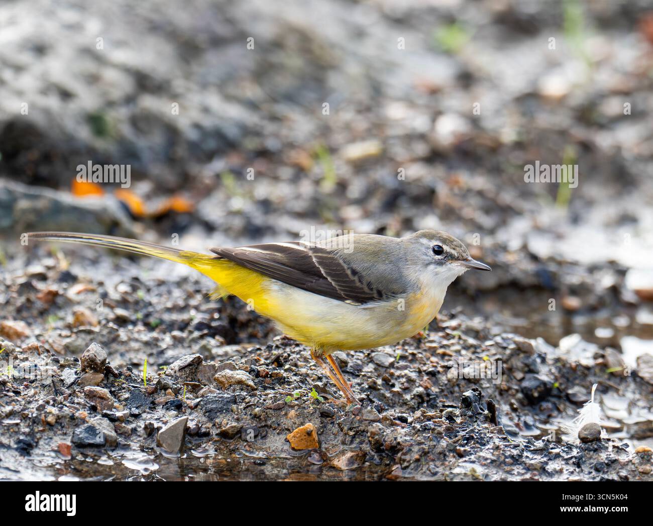 Une femelle Grey Wagtail, Motacilla cinerea, à Ambleside, Lake District, Royaume-Uni; Banque D'Images
