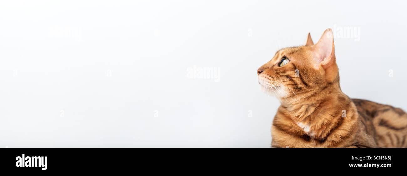 Portrait vue de côté d'un chat Bengale alerte regardant vers l'avant avec curiosité. Parfait pour les projets de conception avec espace de copie pour le texte ou le logo. Banque D'Images
