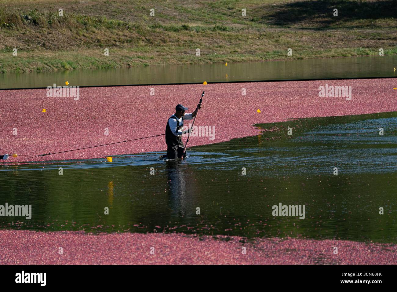 Carver, États-Unis - 30 septembre 2020 : vue des baies rouges vibrantes d'une tourbière de canneberges contrastant avec l'eau sombre et réfléchissante et les berges vertes luxuriantes, une figure solitaire au milieu de la récolte automnale. Banque D'Images