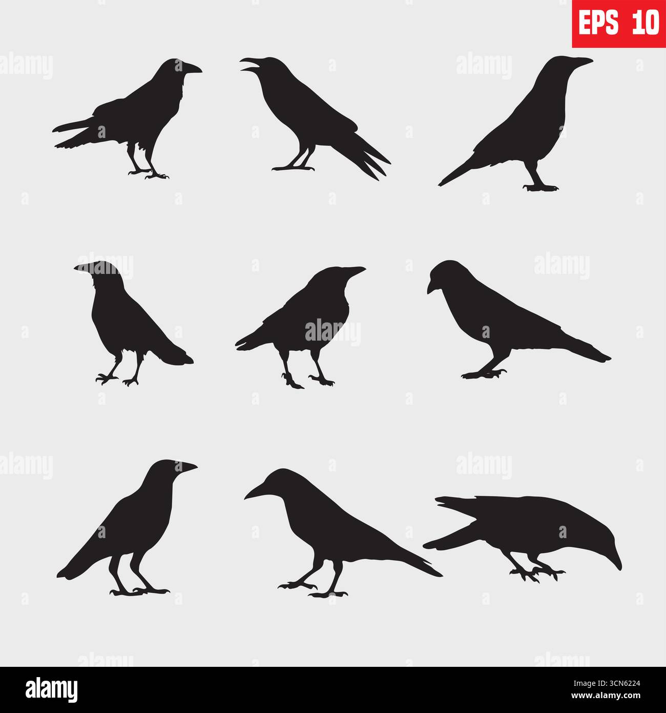 ensemble de vecteur silhouette noire de corbeau sur le fond blanc, silhouette de corbeaux Illustration de Vecteur
