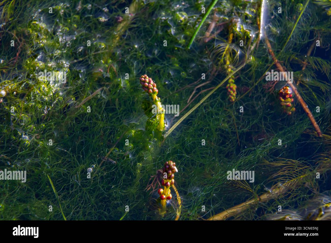 Plante aquatique Ceratophyllum demersum dans un ruisseau. Banque D'Images