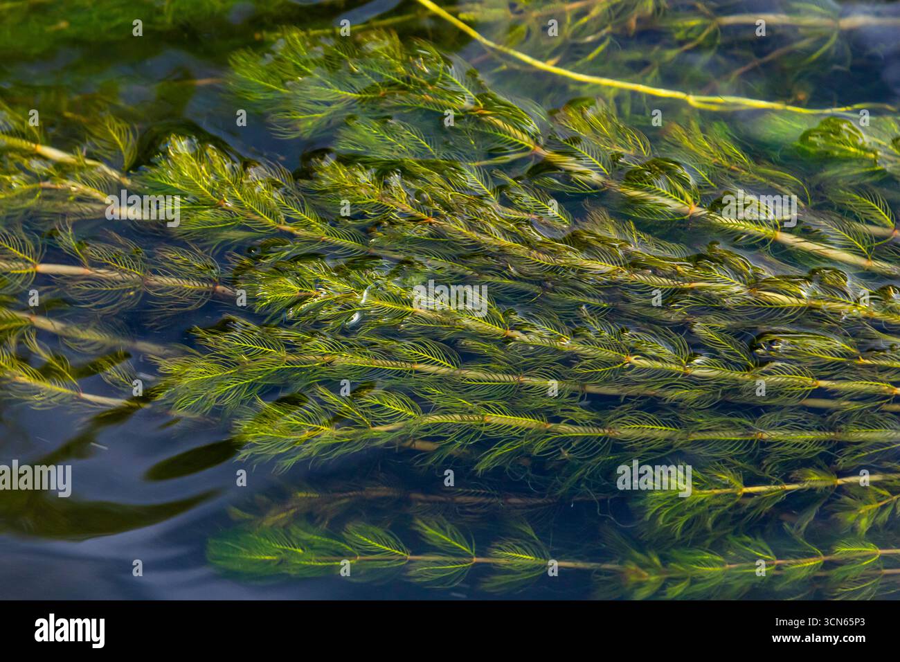 Plante aquatique Ceratophyllum demersum dans un ruisseau. Banque D'Images