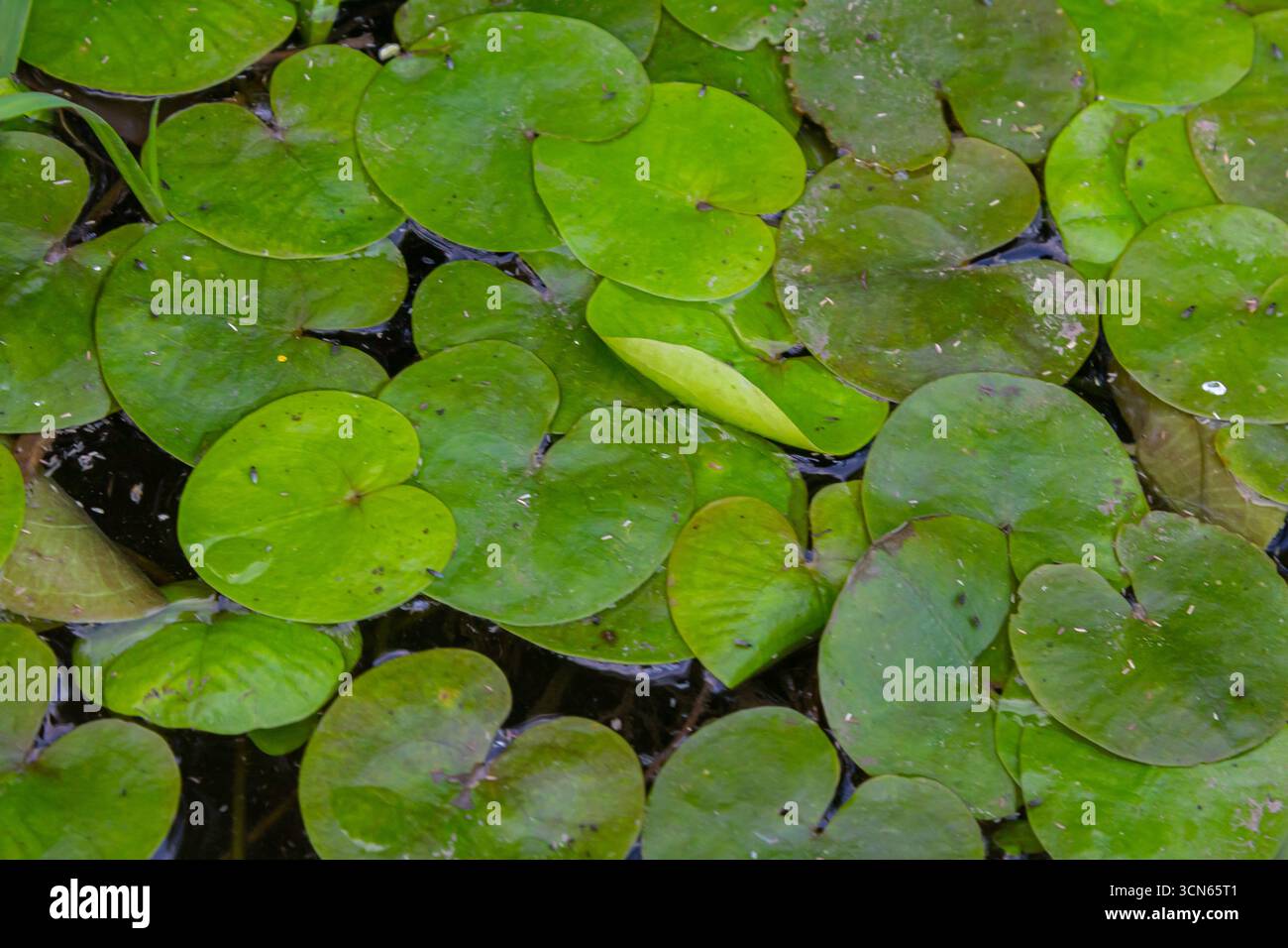 Hydrocharis morsus-ranae, fromagite, est une plante à fleurs appartenant au genre Hydrocharis de la famille des Hydrocharitaceae. C'est un petit plan flottant Banque D'Images